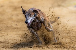 Best in 2026 Live Bangalore Race Course Betting: Complete 2026 Guide for Indian Players